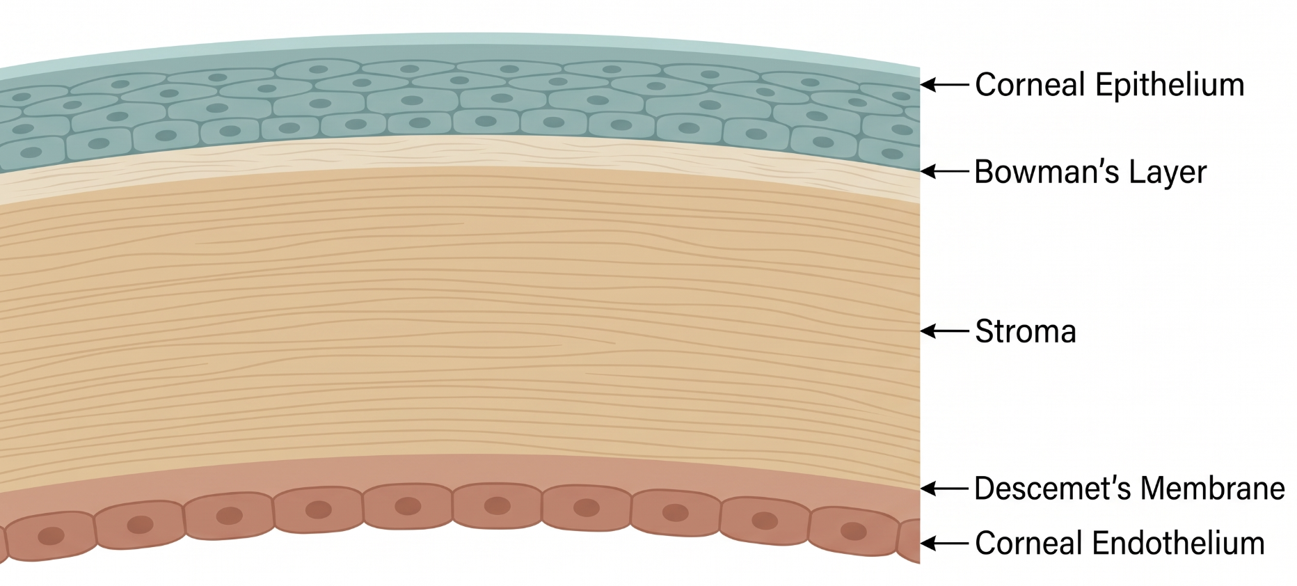 Cross-section of the cornea showing, from anterior to posterior, the corneal epithelium, Bowman's layer, stroma, Descemet's membrane, and corneal endothelium