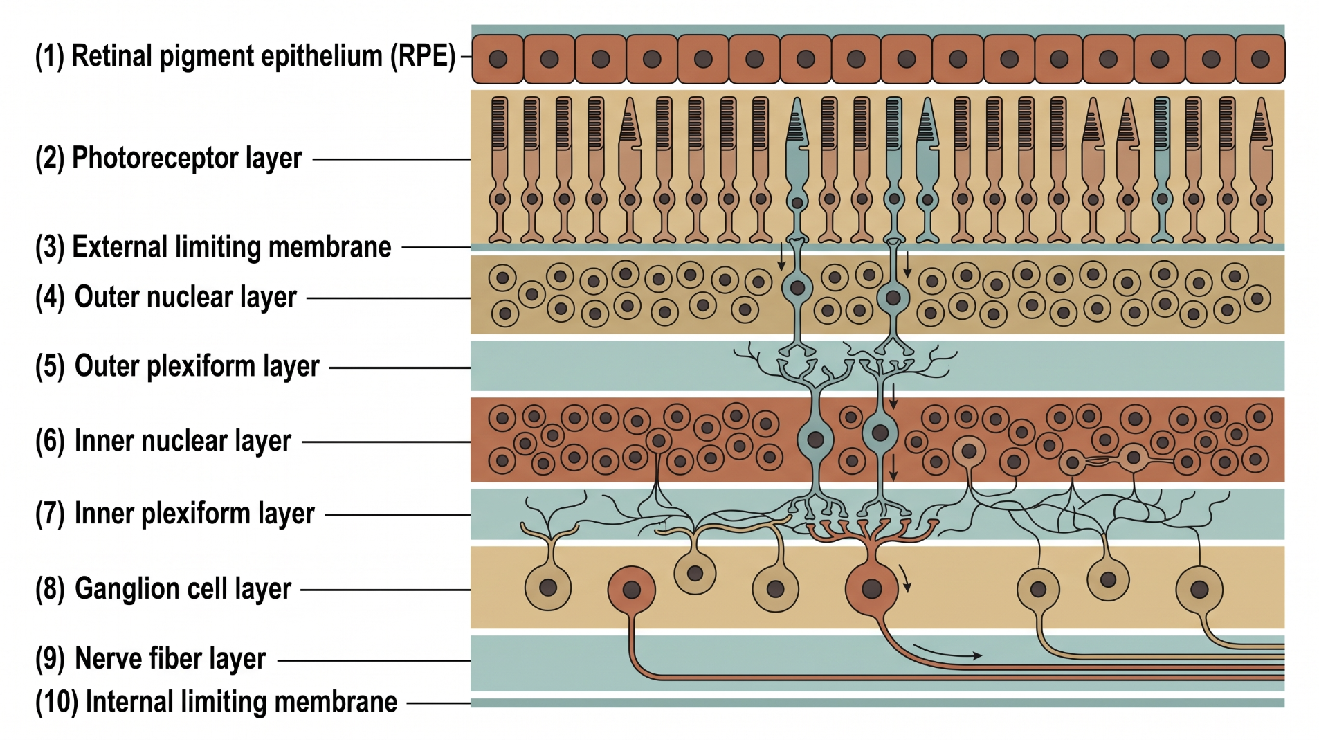 Cross-section of the retina showing the ten neurosensory layers from the retinal pigment epithelium and photoreceptor layer down through the nuclear and plexiform layers to the ganglion cell layer, nerve fiber layer, and internal limiting membrane