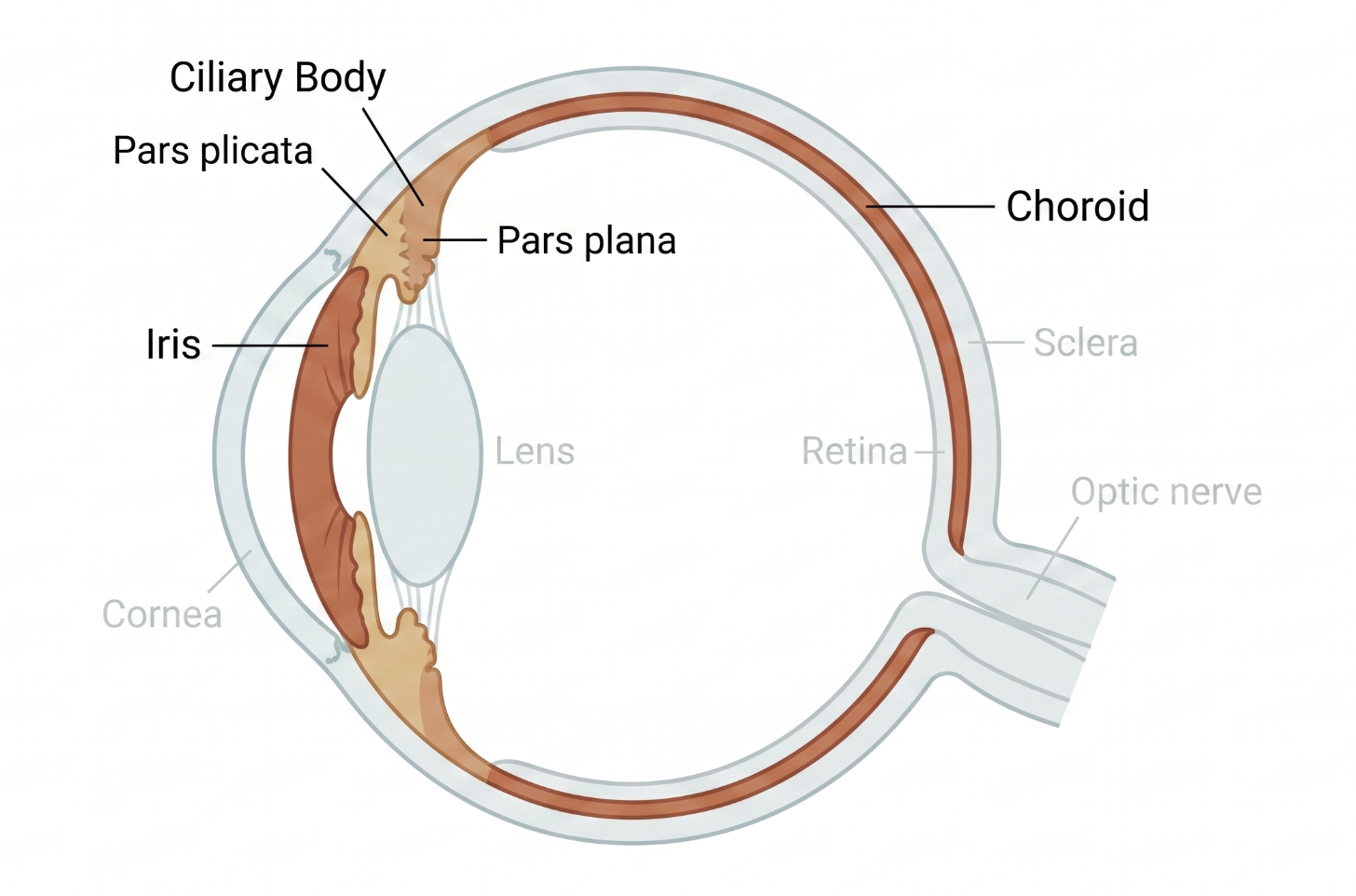 Cross-section of the globe highlighting the uveal tract: the iris and ciliary body (pars plicata and pars plana) anteriorly, and the choroid lining the posterior sclera, adjacent to the cornea, lens, retina, and optic nerve