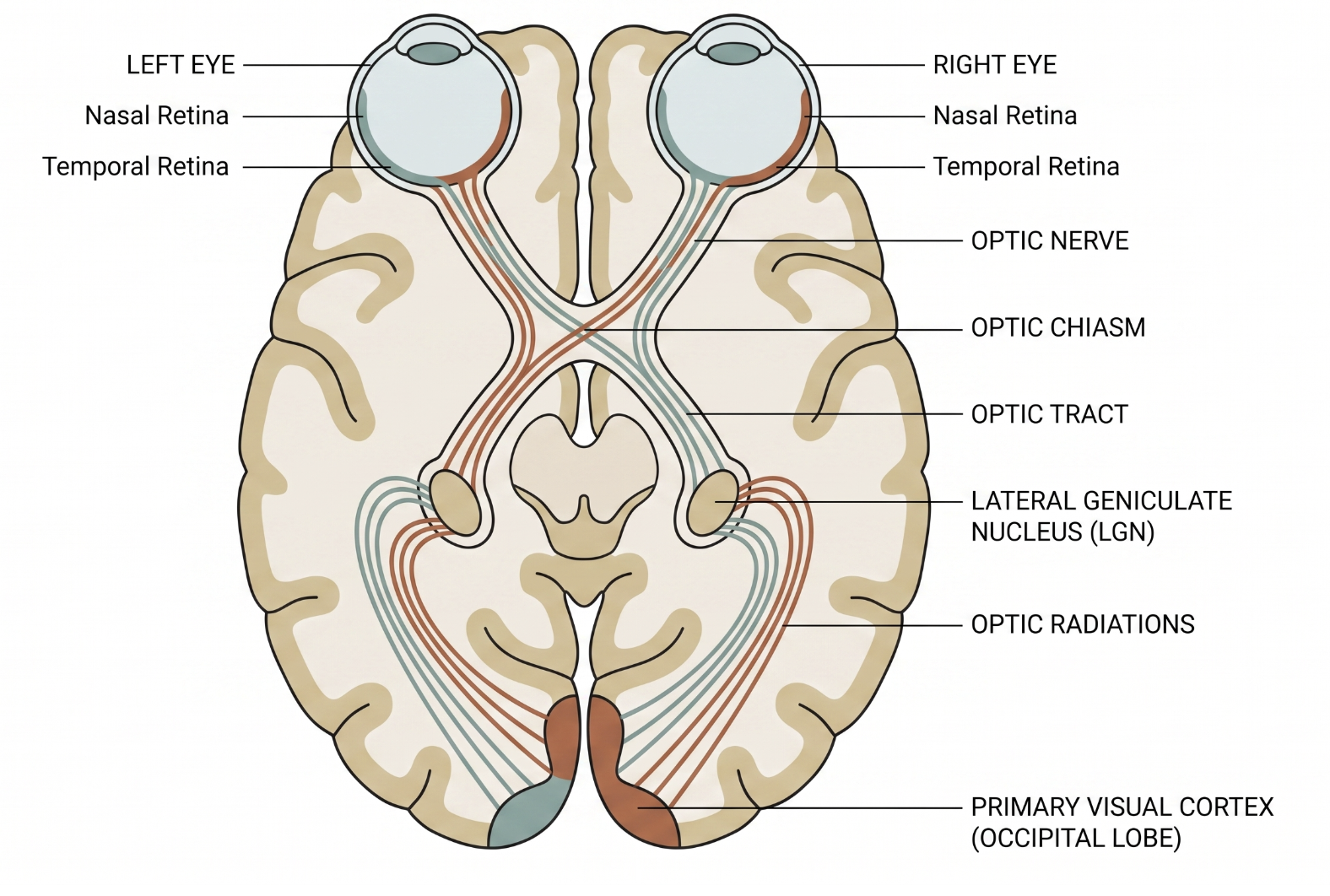 Top-down schematic of the visual pathway from both eyes through the optic nerves, the partial decussation at the optic chiasm, the optic tracts, lateral geniculate nuclei, optic radiations, to the primary visual cortex in the occipital lobe